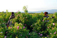 During Harvest in the Rose Valley